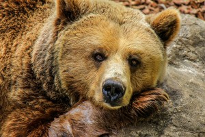 bear with head on paw